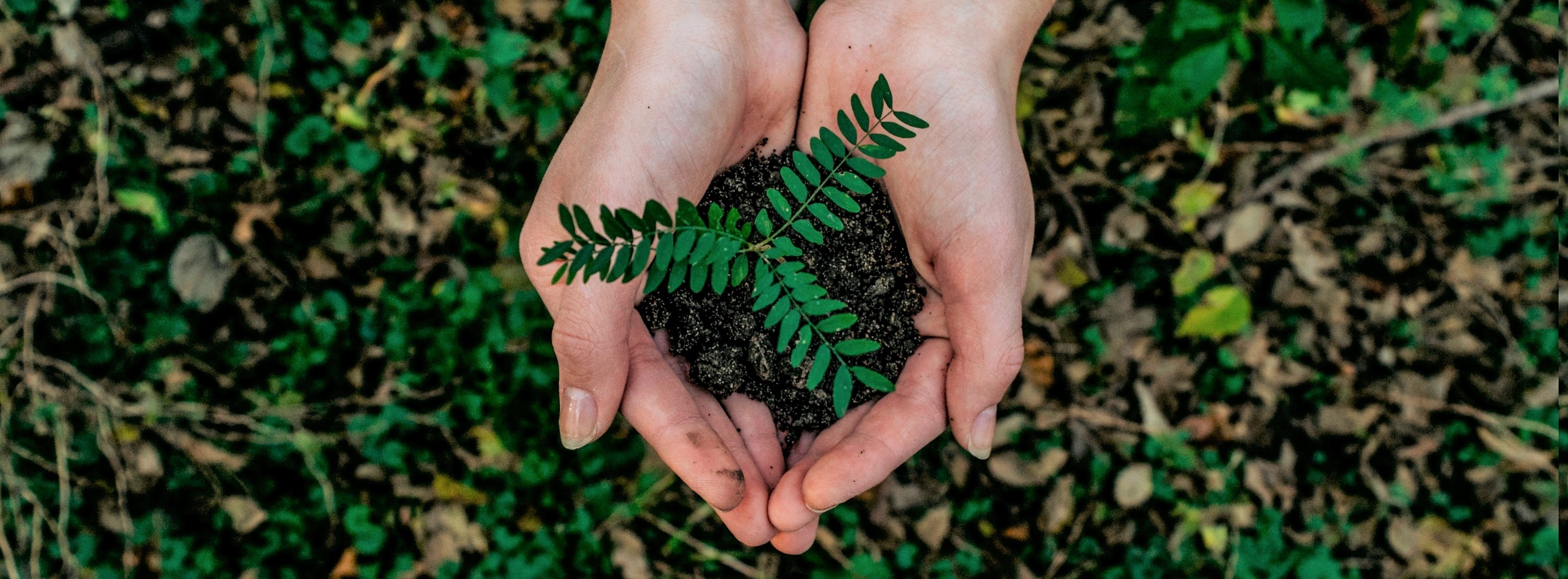 Photo d'une main tenant en son creux une plante 